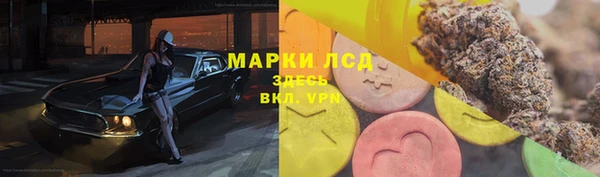 стаф Алзамай