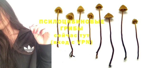стаф Алзамай
